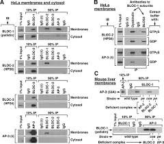Bloc 1 Interacts With Bloc 2 And The Ap 3 Complex To Facilitate Protein Trafficking On Endosomes Molecular Biology Of The Cell