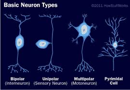 Surprising Discovery Of Genetic Mosaic In Brain Brain Anatomy And Function Neurons Types Of Neurons