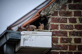 The attic is one of the most challenging areas of any home to treat for pests. Squirrels In Attic Removal Cost Pest Control Squirrels In The Attic