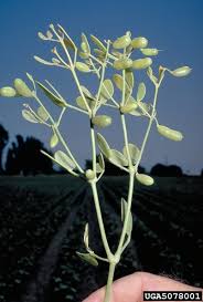 Image result for Zygophyllum cuneifolium