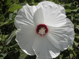 Image result for Hibiscus physaloides