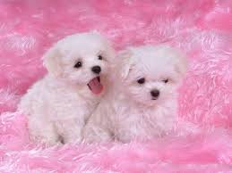 White Puppy Wallpapers Wallpaper Cave