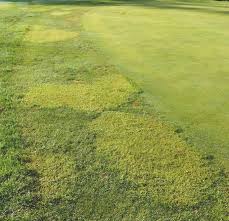 Image result for Kyllinga