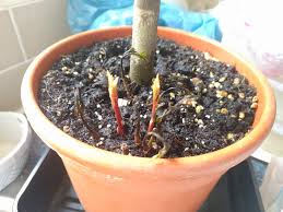 We did not find results for: Cooked Bay Tree Gardening Landscaping Stack Exchange