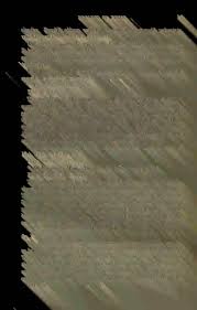 Image result for Triumfetta setulosa