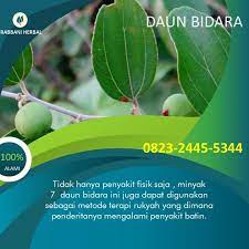 Perhatikan cara mengolah daun bidara menjadi teh herbal maupun masakan lain agar rasanya tidak sepat. Judullll Daun Tanaman Obat Terapi