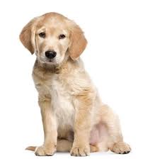 Kek Amsterdam Duvar Cikartmasi Golden Retriever Kopek Yavrusu 34x43cm Lefliving Com