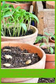 Anzucht Krauter Auf Der Fensterbank Pflanzen Gartnerei Zuchten