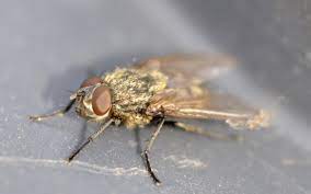 Maybe you would like to learn more about one of these? What Are Cluster Flies And How Do You Get Rid Of A Cluster Fly Infestation Pest Defence
