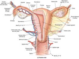 Pemikiran tentang kesehatan reproduksi wanita sangatlah penting untuk memperbaiki dan mengubah persepsi yang dulunya salah. Definisi Kesehatan Reprouksi Wanita Mddwipuspita