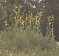 Compass Plant - Grow Native!