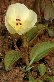 Image result for Hibiscus aethiopicus