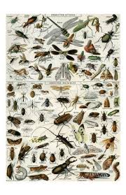 Stingless bees, sometimes called stingless honey bees or simply meliponines, are a large group of bees (about 500 species), comprising the tribe meliponini. 41 Lebah Kelulut Stingless Bees Ideas Stingless Bees Bee Bee Keeping
