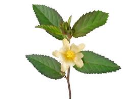 Image result for Sida rhombifolia