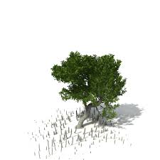 Xfrogplants Grey Mangrove 3d Model