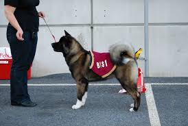 Savo-Karjalan Vinttikoiraharrastajat ry: Match Shown 31.7.12 tulokset