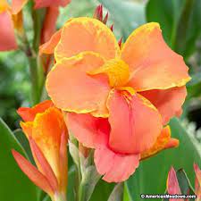 Canna Lily Corsica Lily Plants Canna Flower Canna Lily