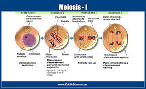 Image result for Meiosperma