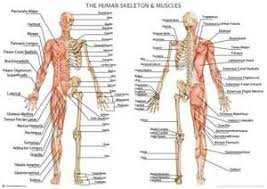 Female muscular system watercolor poster human body print human muscles decor anatomy skeletal muscles office female muscle structure wall . Human Skeleton With Muscles Anatomy Diagram A2 Poster 59cm X 42cm Print Blpa2p15 Ebay