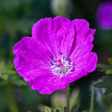 Image result for Geranium sanguineum Max Frei