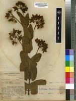 Image result for Pachycarpus lineolatus