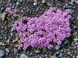 Be sure the spreading nature of the plant will not be an issue in the location you select. Creeping Thyme Plant Care How To Plant Creeping Thyme Ground Cover