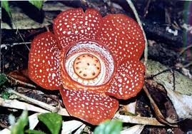 Crazy Flowers Rafflesia Arnoldii Flirty Fleurs The Florist Blog Inspiration For Floral Designers