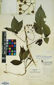 Image result for Cyphostemma heterotrichum