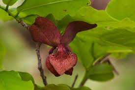 Image result for Monodora