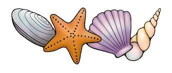 Over 75,256 shell pictures to choose from, with no signup needed. Transparent Shell Clip Art Clip Art Seashells And Starfish Transparent Png Download 5486476 Vippng
