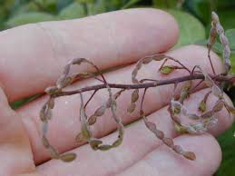 Image result for Desmodium