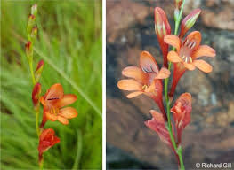 Image result for Tritonia