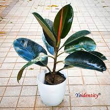 Rubber Tree Rubber Plant Ficus Elastica Black Prince Burgundy Plant Plants Online Plant Nursery Buy Plants
