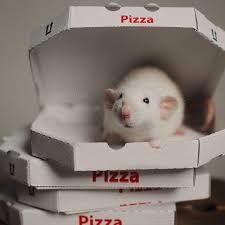 Pin By Tracey Lucas On Rat Cute Rats Baby Rats Pet Rats