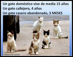 Impacto del Abandono