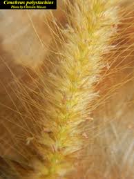 Image result for Cenchrus polystachios