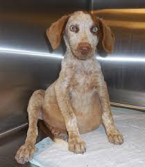 English coonhound, redtick coonhound classified ads dogs & puppies for sale, lost & found dogs, dogs for adoption. Redtick Coonhound For Sale