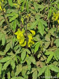 Image result for Crotalaria agatiflora
