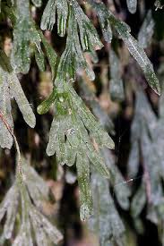 Image result for Polyphlebium