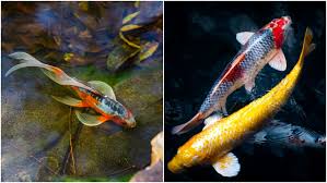 Indahnya teras rumah dengan kolam ikan koi, image: 10 Jenis Ikan Koi Terbaik Yang Punya Corak Dan Bentuk Unik Mahal Atau Murah Yang Penting Hoki