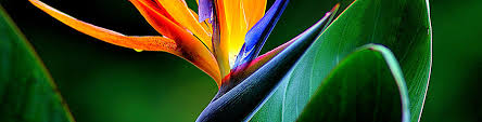Cacti have spines and they are independent organs. Bird Of Paradise Strelitzia Flower Power