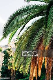 Image result for Borassus