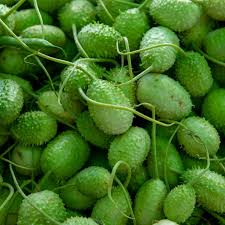 Image result for Cucumis engleri