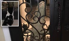 Find and save scratching door memes | from instagram, facebook, tumblr, twitter & more. Florida Family Captures The Moment Their Brave Cat Stared Down An Alligator At Their Front Door Daily Mail Online