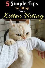 Kitten caregivers therefore have a responsibility to help kittens establish good biting behaviors from a young age, as it's easier to build a good habit than it is to break a bad one. 5 Simple Tips To Stop Your Kitten Biting Kitten Biting Cat Training Cat Care