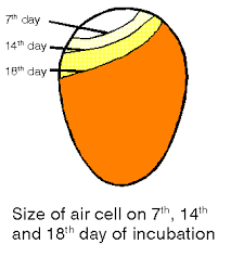 Throw Away Those Incubator Manuals Understanding And