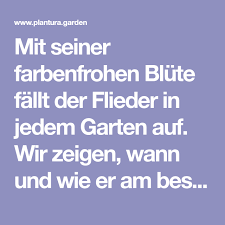 Mit Seiner Farbenfrohen Blute Fallt Der Flieder In Jedem Garten Auf Wir Zeigen Wann Und Wie Er Am Besten Geschnitten Wi Flieder Schneiden Flieder Fliederbaum