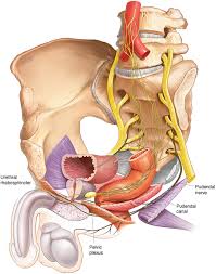 Anatomy of the female pelvic region. Applied Anatomy Of The Male Pelvis Springerlink