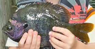 Freshwater Fish Species Florida Go Fishing