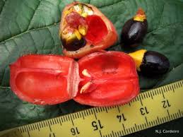 Image result for Blighia